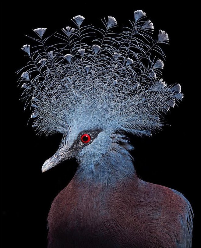 Đầu cắt moi đến râu quai nón - chùm ảnh chân dung cực nghệ của một số loài chim siêu hiếm có khó tìm - Ảnh 11.