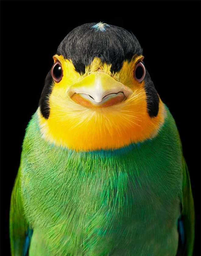 Đầu cắt moi đến râu quai nón - chùm ảnh chân dung cực nghệ của một số loài chim siêu hiếm có khó tìm - Ảnh 12.