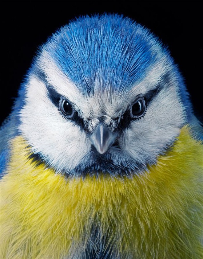 Đầu cắt moi đến râu quai nón - chùm ảnh chân dung cực nghệ của một số loài chim siêu hiếm có khó tìm - Ảnh 20.