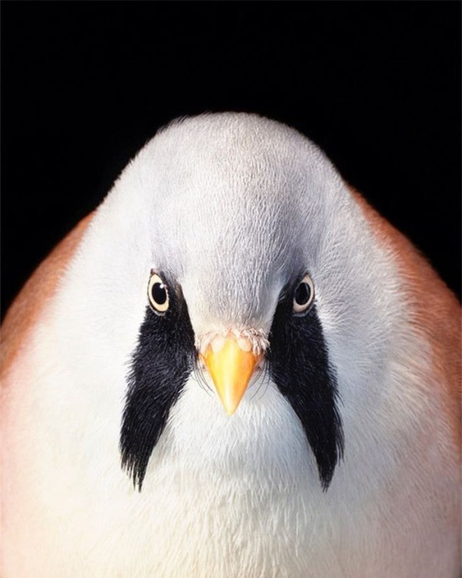 Đầu cắt moi đến râu quai nón - chùm ảnh chân dung cực nghệ của một số loài chim siêu hiếm có khó tìm - Ảnh 2.