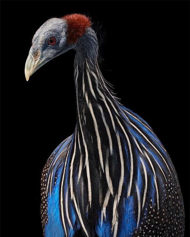 Đầu cắt moi đến râu quai nón - chùm ảnh chân dung cực nghệ của một số loài chim siêu hiếm có khó tìm - Ảnh 3.