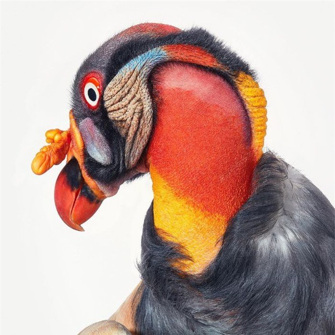Đầu cắt moi đến râu quai nón - chùm ảnh chân dung cực nghệ của một số loài chim siêu hiếm có khó tìm - Ảnh 4.