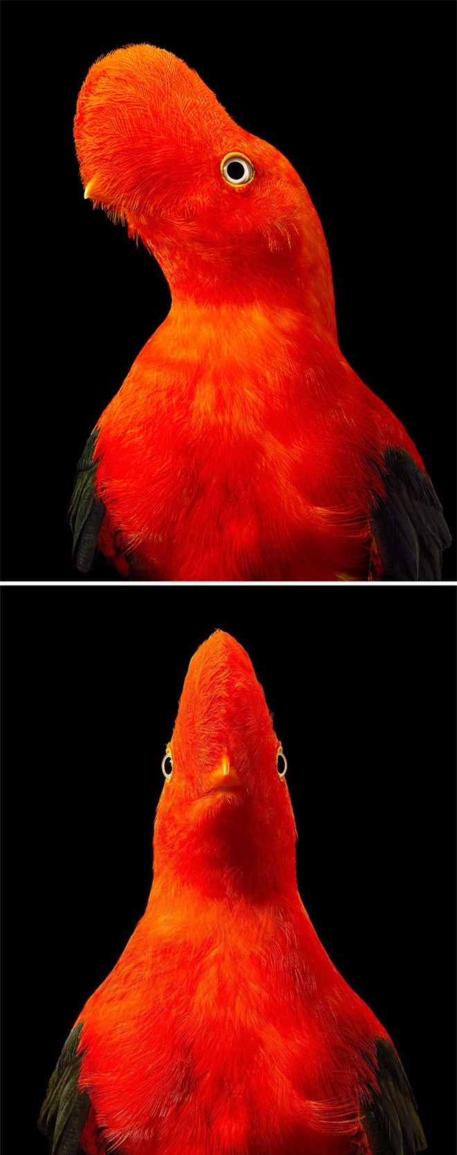 Đầu cắt moi đến râu quai nón - chùm ảnh chân dung cực nghệ của một số loài chim siêu hiếm có khó tìm - Ảnh 5.