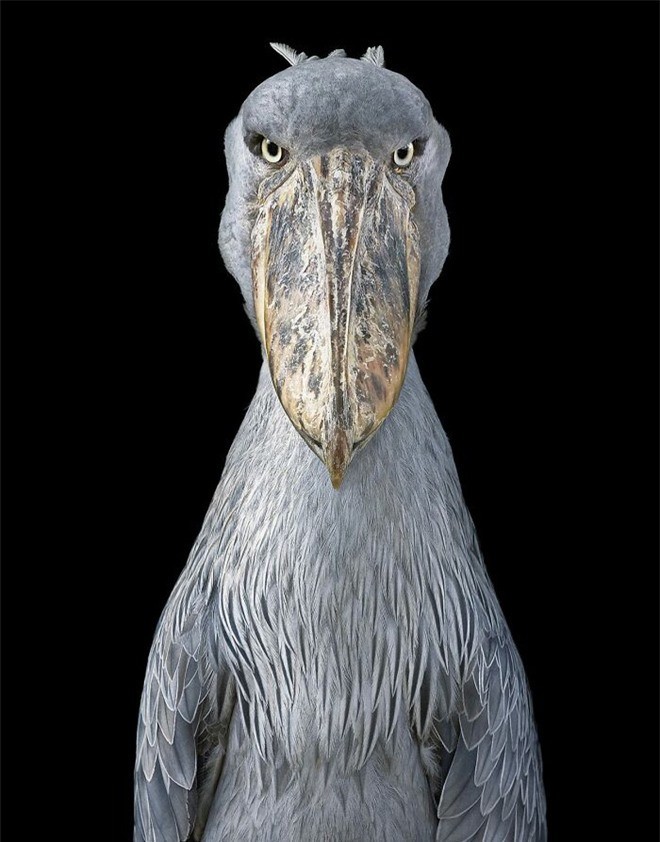 Đầu cắt moi đến râu quai nón - chùm ảnh chân dung cực nghệ của một số loài chim siêu hiếm có khó tìm - Ảnh 9.
