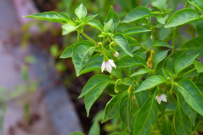 Loai rau cuc quen thuoc, canxi gap doi sua nhung lai bi bo quen