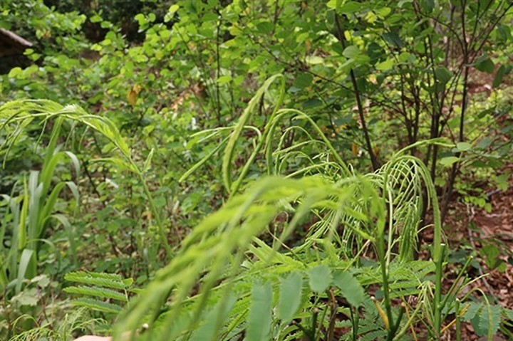 Loai rau dung xa ca met van thay hoi lai la mon ngon kho cuong-Hinh-2