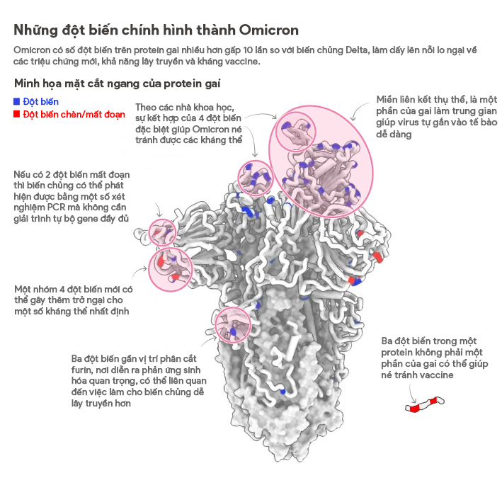 Cong bo moi cua WHO ve bien chung Omicron-Hinh-2