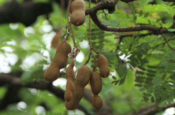 Ngay Tet, an qua nay vua do ngan lai giup tieu hoa cuc tot-Hinh-10