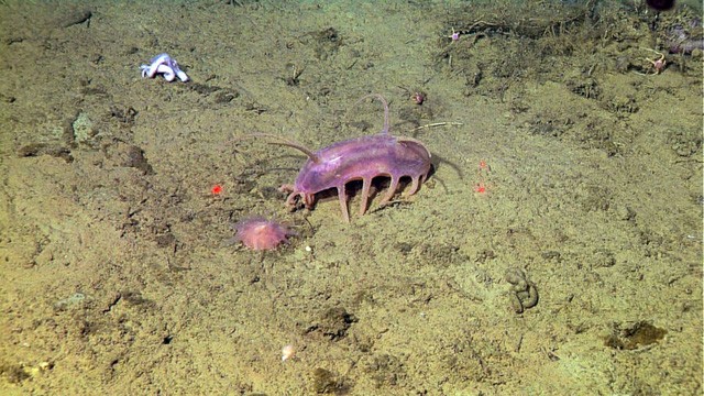 Sea Pig, mot trong nhung loai dong vat ky la nhat duoi bien-Hinh-2