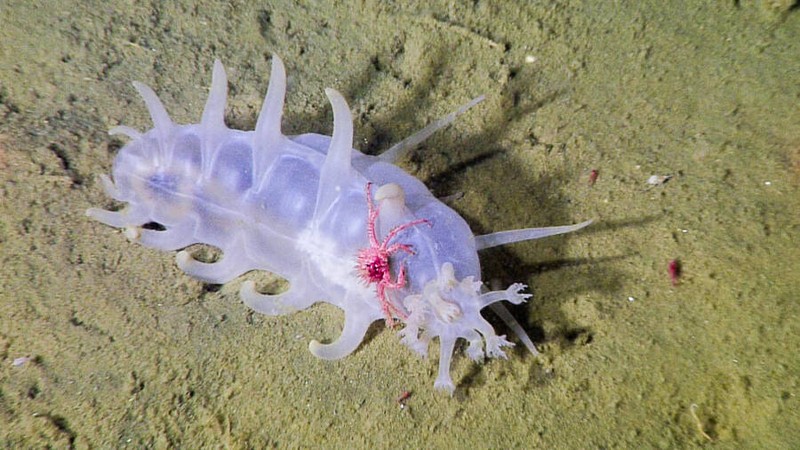 Sea Pig, mot trong nhung loai dong vat ky la nhat duoi bien