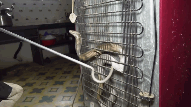 Clip: Nấp sau tủ lạnh, rắn hổ mang hung hăng tấn công người khi bị bắt