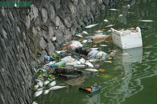 Ca ho Tay van chet hang loat du Ha Noi da co 'chi dao khan'