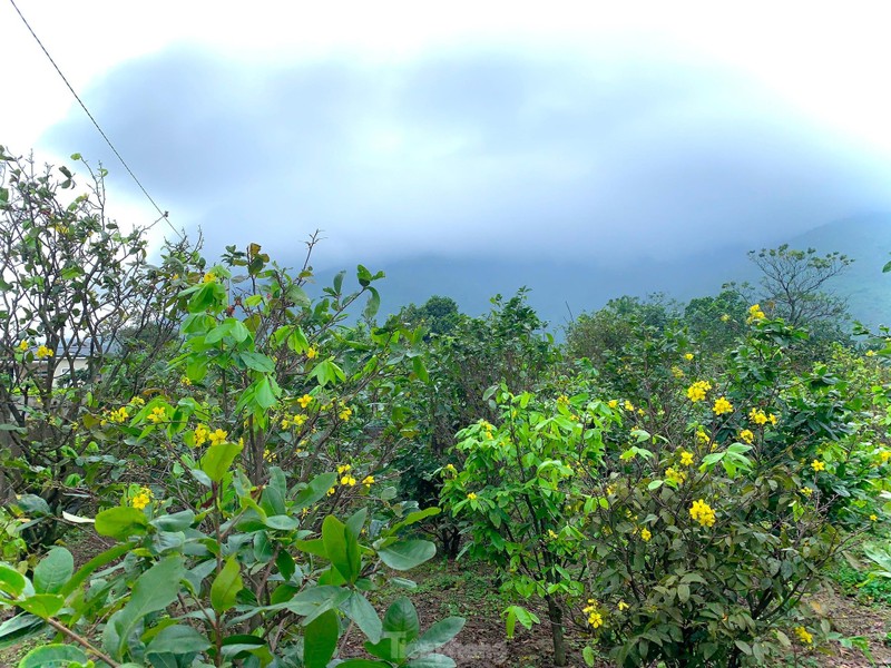 Nguoi dan thap thom vi hoa mai no truoc Tet ca thang-Hinh-3