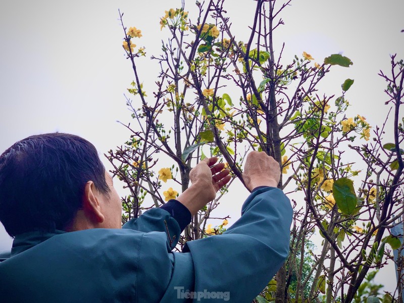 Nguoi dan thap thom vi hoa mai no truoc Tet ca thang-Hinh-5