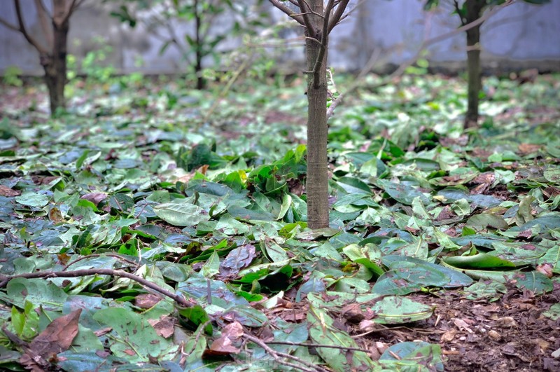 Nguoi dan thap thom vi hoa mai no truoc Tet ca thang-Hinh-9