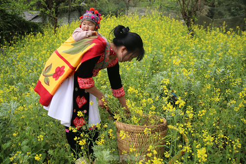 Duong len Lai Chau, hoa dao no tham. canh sac ngan nam co mot-Hinh-12