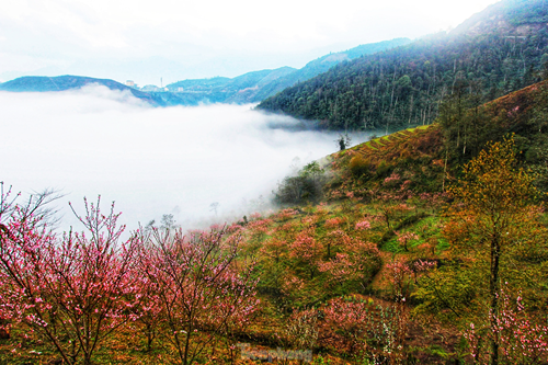 Duong len Lai Chau, hoa dao no tham. canh sac ngan nam co mot-Hinh-2