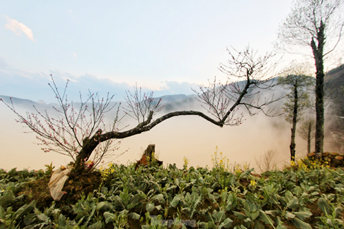 Duong len Lai Chau, hoa dao no tham. canh sac ngan nam co mot-Hinh-6