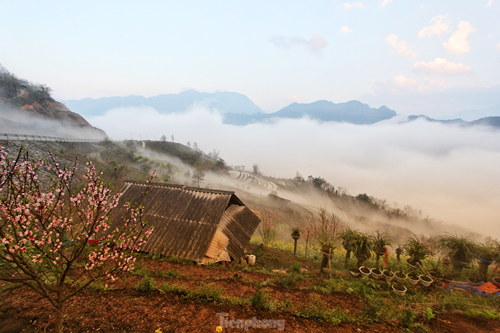 Duong len Lai Chau, hoa dao no tham. canh sac ngan nam co mot-Hinh-8