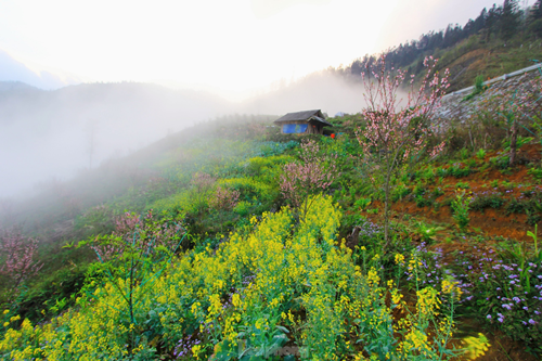 Duong len Lai Chau, hoa dao no tham. canh sac ngan nam co mot