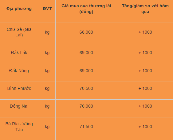 Gia tieu hom nay 1/8: Tang manh, cao nhat 71.500 dong/kg