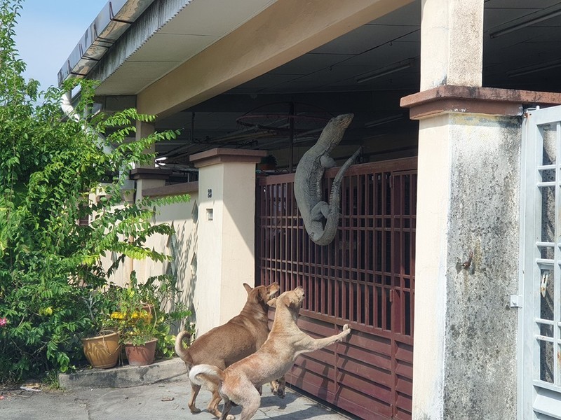 Ngu day, nguoi dan ong soc nang thay “quai thu ngoai hanh tinh” xuat hien-Hinh-8