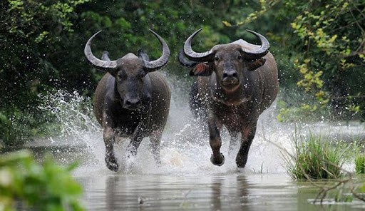 Het thang 7 am: 3 tuoi nay giau khong the ngung, may khong the cuong-Hinh-6