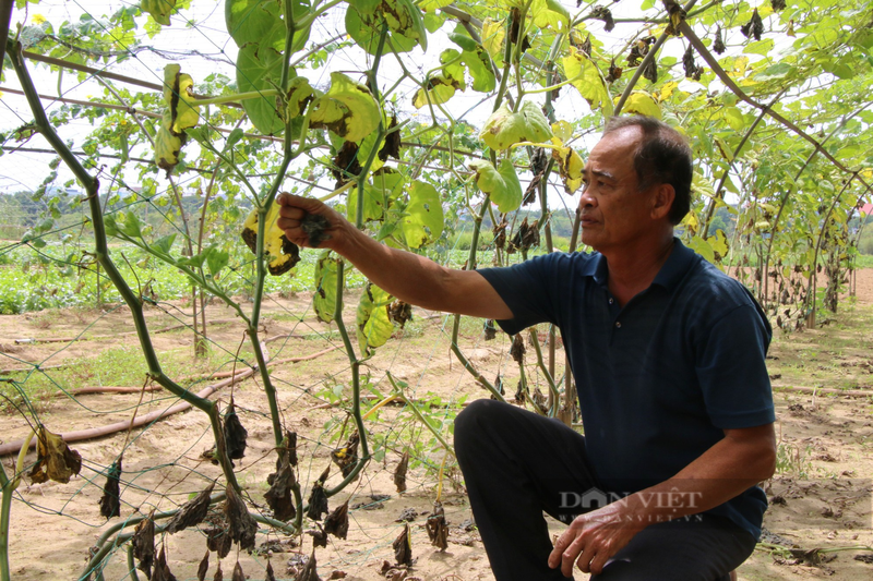 Canh tieu dieu, rau cu chet kho tai vung rau sach lon nhat Da Nang-Hinh-6