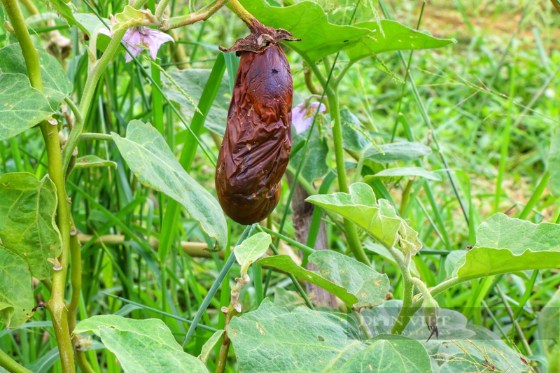 Canh tieu dieu, rau cu chet kho tai vung rau sach lon nhat Da Nang-Hinh-7