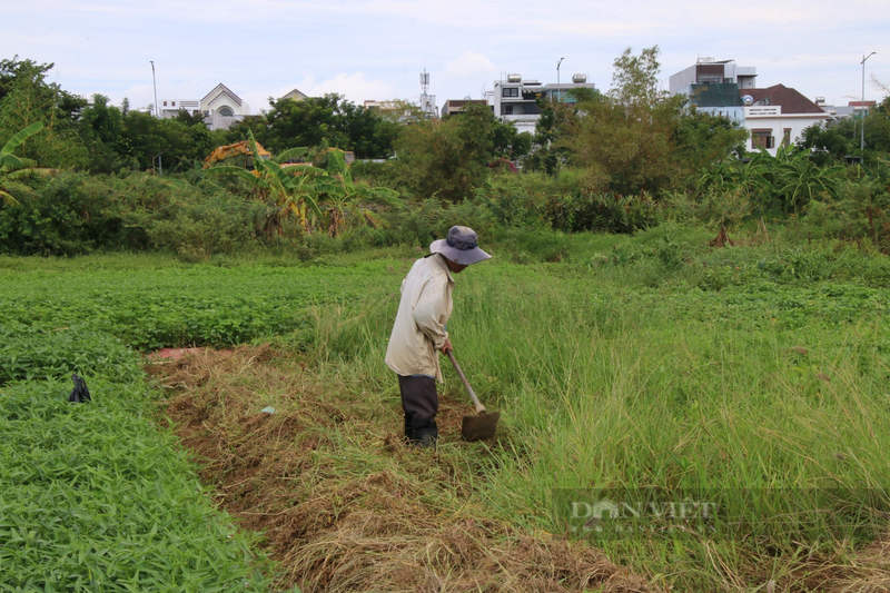 Canh tieu dieu, rau cu chet kho tai vung rau sach lon nhat Da Nang-Hinh-9