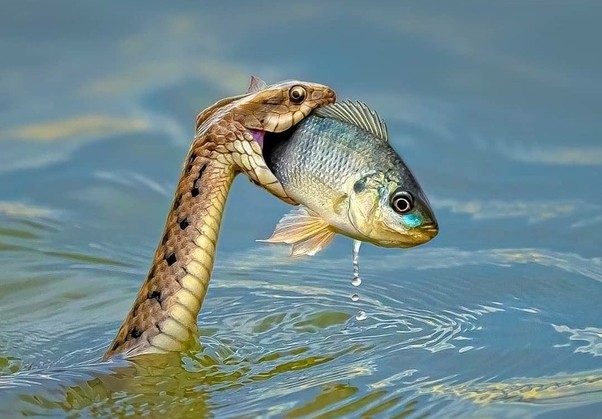 Di dao ben ho, dung tim thay mang xa gap “kiep nan” sinh tu-Hinh-4