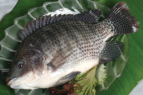 An ca ro phi tai, nguoi phu nu cut luon tu chi