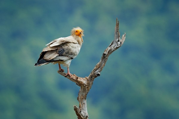 Dang ngam cay, sung sot thay “chim than” hon tram nam moi xuat hien-Hinh-9