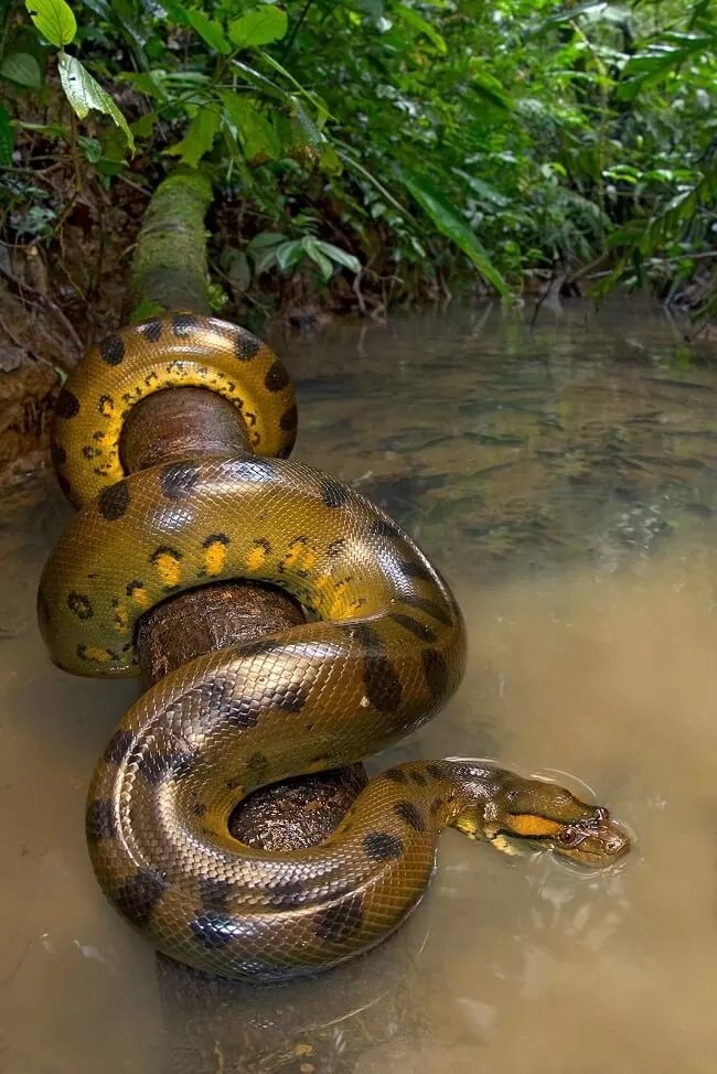 Kinh hai be trai choi mot minh suyt bi “mang xa tinh” nuot chung-Hinh-9