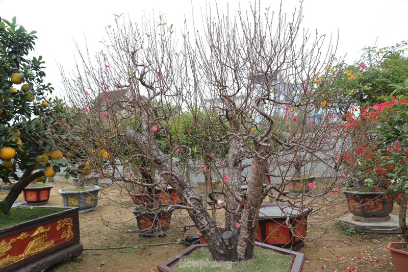 Quat bonsai, buoi 