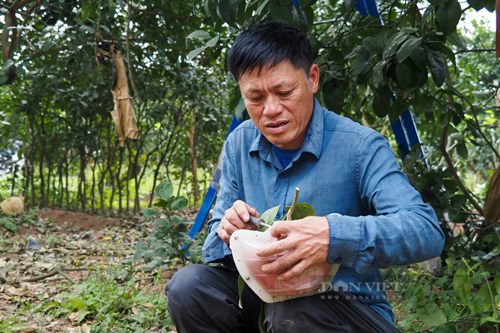 Loai qua do nhu gac, hinh chu tai loc hut hang truoc Tet-Hinh-6