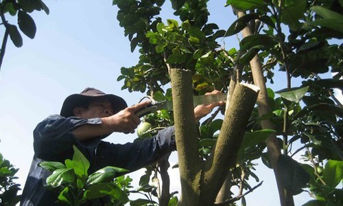 Buoi khung phuc vu Tet da bat dau duoc nan