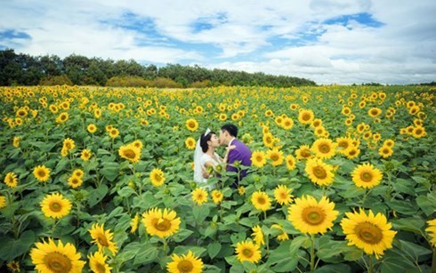 Dieu can biet di du lich mua hoa huong duong Da Lat