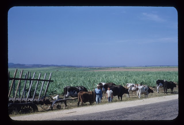 Anh doc: Cuba nhung nam 1950 trong the nao?-Hinh-5