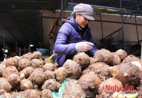 Nhung san vat noi bat mua dong cua mien Tay xu Nghe-Hinh-6