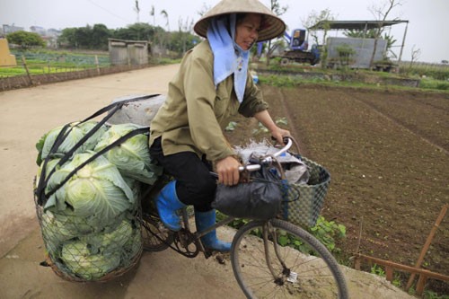 Nong dan Hung Yen dang cay voi... rau, qua-Hinh-4