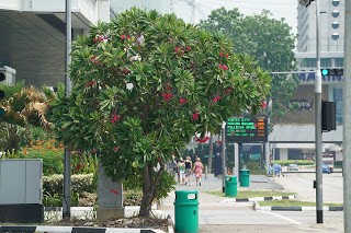 Thu tuong Ly Quang Dieu dua Singapore thanh “quoc dao xanh” the nao?-Hinh-7