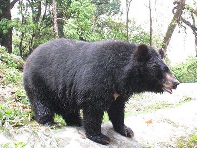 Cuoc tan cong dam mau nhat Nhat Ban cua gau quy Kesagake-Hinh-6