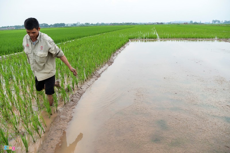 Anh: Xot xa 200ha lua ngap chim trong nuoc do mua lon keo dai-Hinh-11