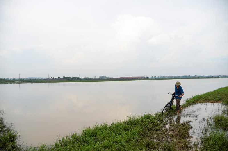 Anh: Xot xa 200ha lua ngap chim trong nuoc do mua lon keo dai-Hinh-7