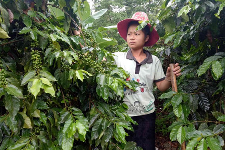 Nong san sach “nuc tieng” giup nha nong Son La song khoe-Hinh-3