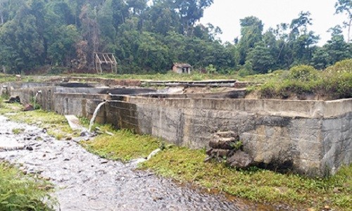 Vung dat nuoi loai ca tien ty “chet” vi ca tam Trung Quoc