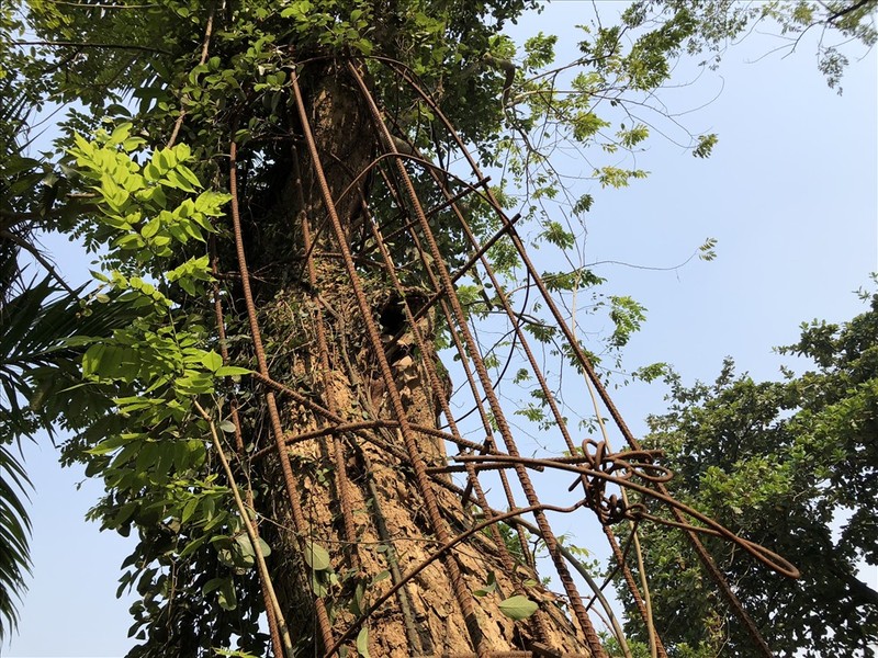 Hau dien hoang tan cua ngoi chua co cay sua 100 ty o Ha Noi-Hinh-11