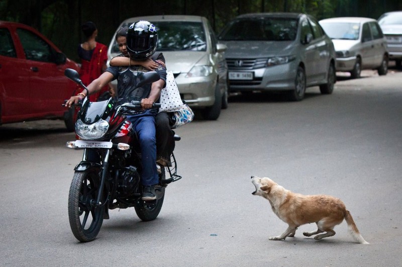 O nuoc ngoai, cho tha rong bi xu ly the nao?