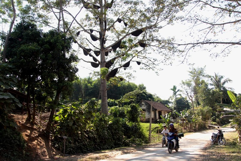 Can canh gan 60 to ong tren cay gao gia hang tram trieu dong-Hinh-10